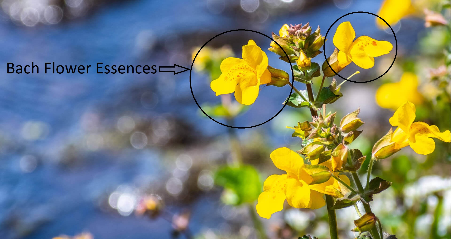 Importance and Benefits of Bach Flower Essences Lub Review