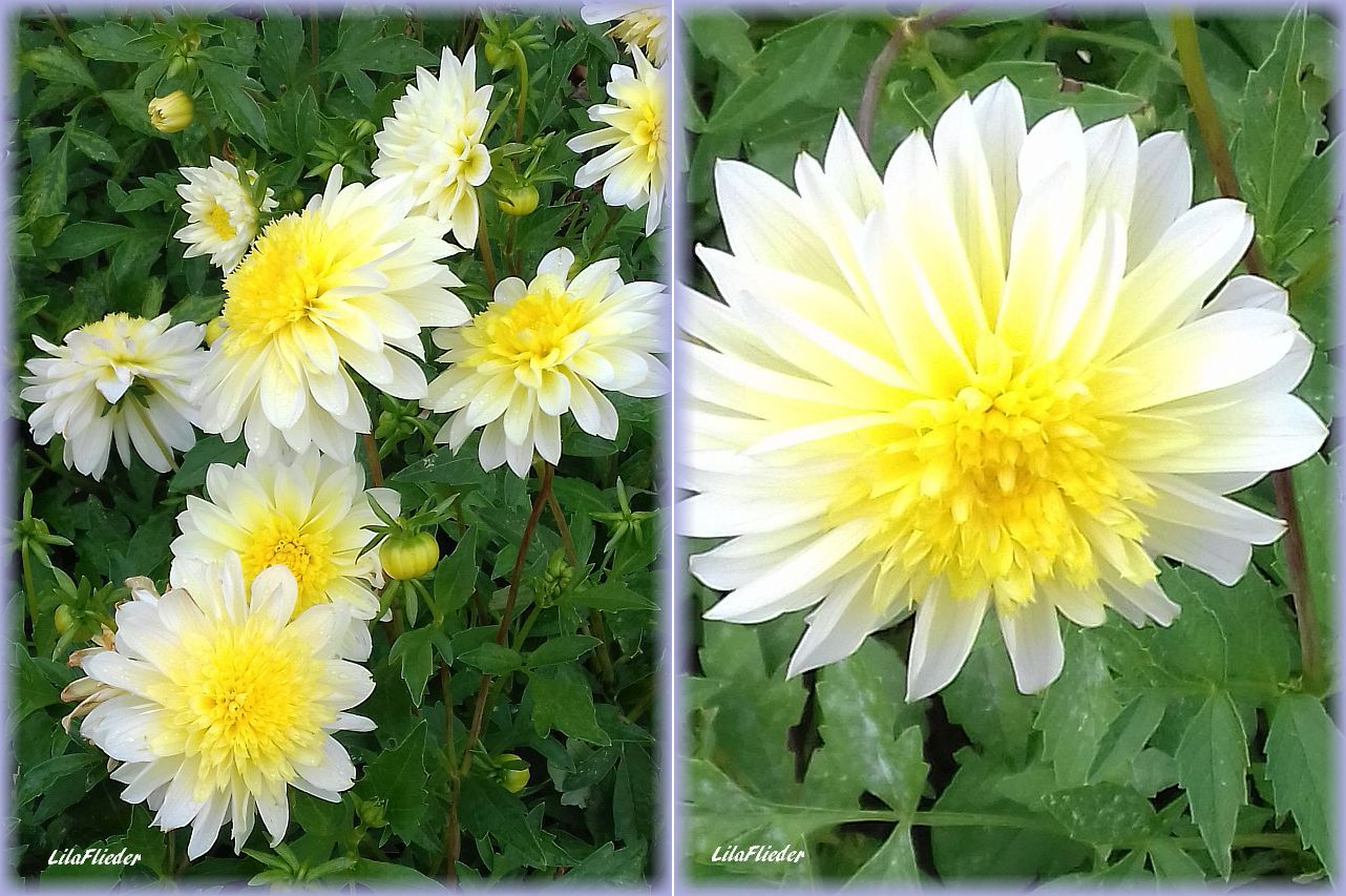 LilaFliederGarten Herbstzauber Der Dahliengarten Gera