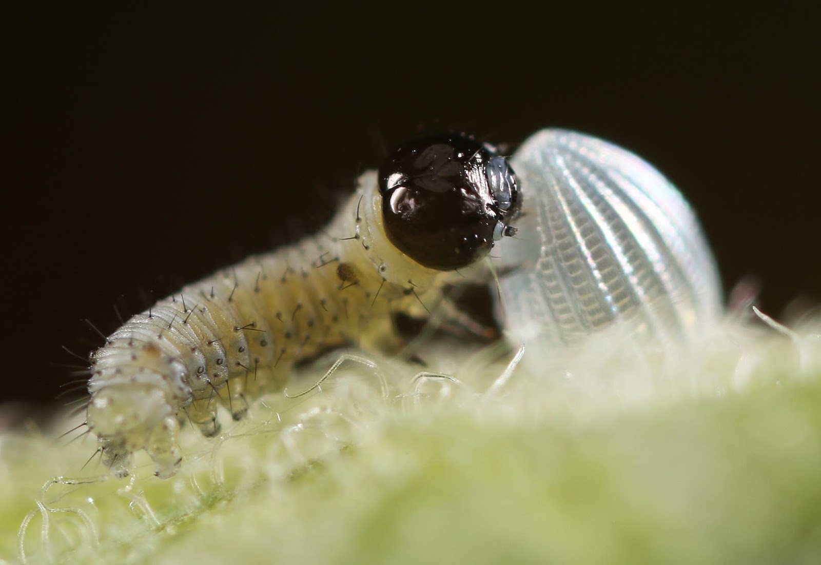 All of Nature Monarch Caterpillar Growth
