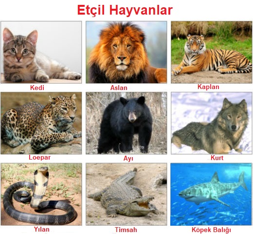 Etçil Otçul Hepçil Hayvanlara Örnekler