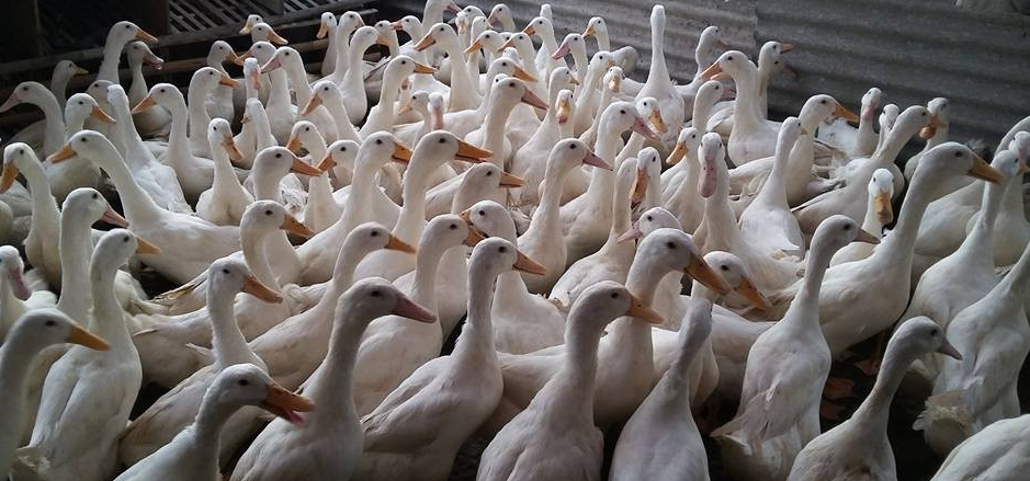 Perawatan Bibit Bebek Budidaya Kita