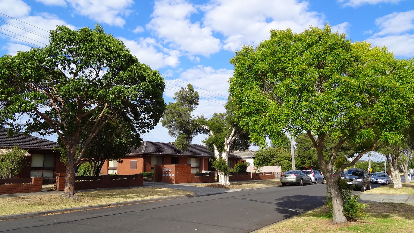 MAP MELBOURNE STREET TREES 64 WATER GUM