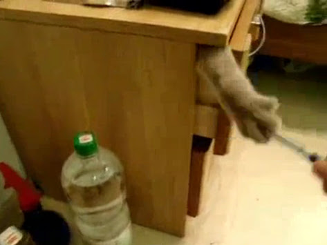 Video : 引き出しの猫