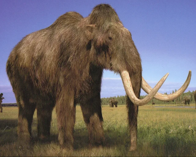 Last Woolly Mammoths 'Died of Thirst'