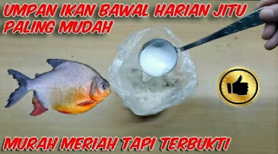 umpan jitu ikan bawal