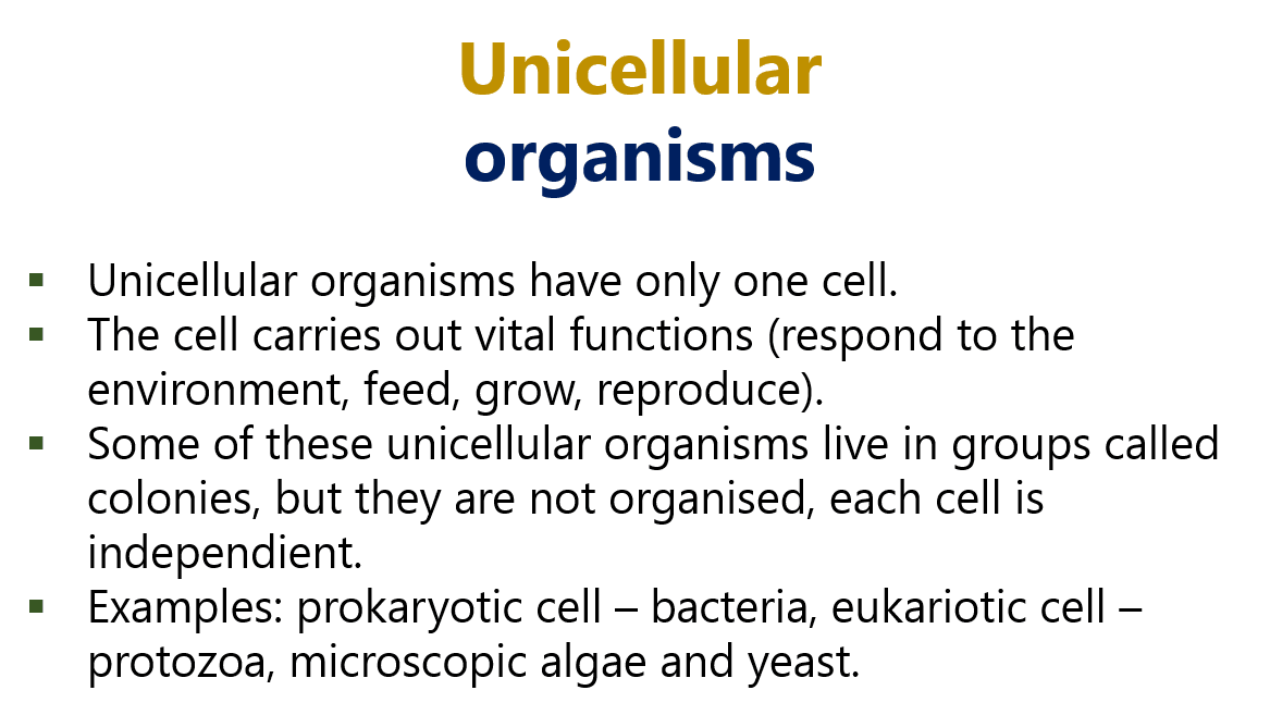 Natural Science 6º CEIP Camposoto unicellular versus multicellular