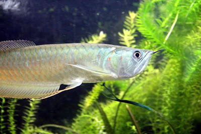 Silver Arowana Care Osteoglossum Bicirrhosum Silver Arowana Care Osteoglossum Bicirrhosum