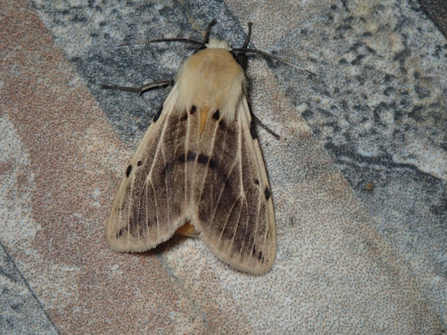Spilarctia sp Spilarctia sp