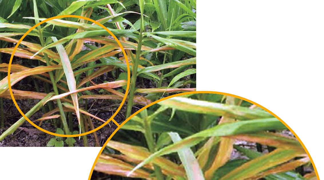 How to control wilt disease in ginger due to the Ralstonia Bacteria