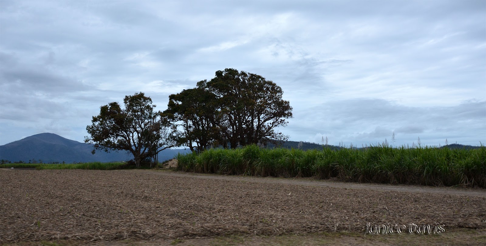 thoughts & happenings Sugar Cane, Proserpine, Queensland