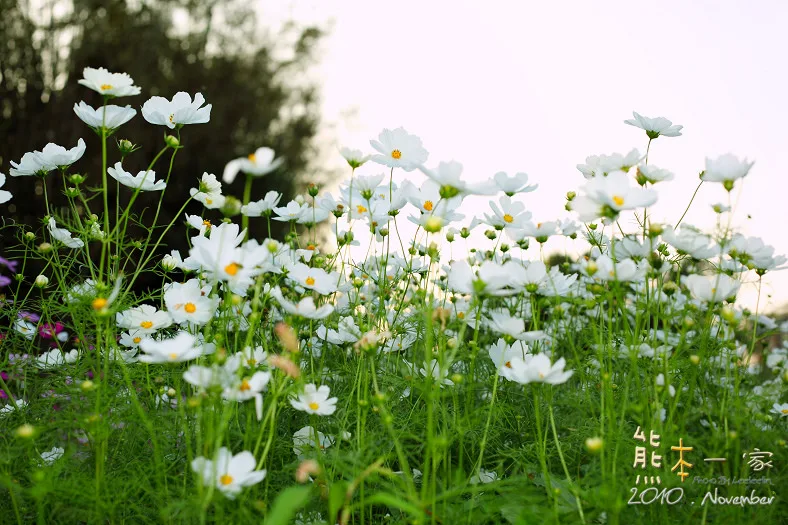 苗栗銅鑼杭菊季