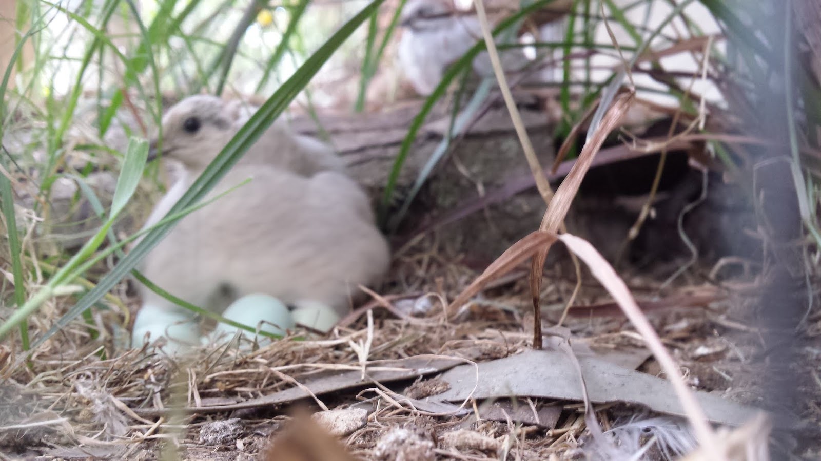 What to do with Quail eggs!