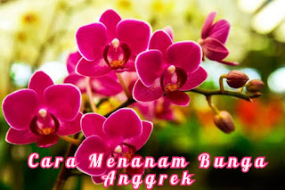 Cara Menanam Bunga Anggrek Cara Menanam Bunga Anggrek dengan mudah