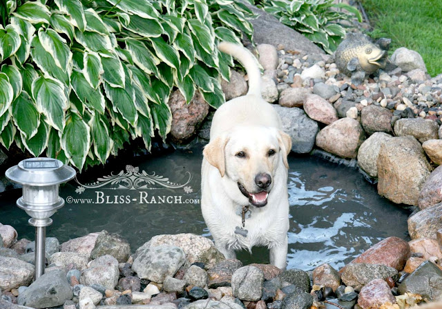 Cute Dog, Bliss-Ranch.com