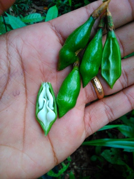 Biji Muda Gaharu Beccariana