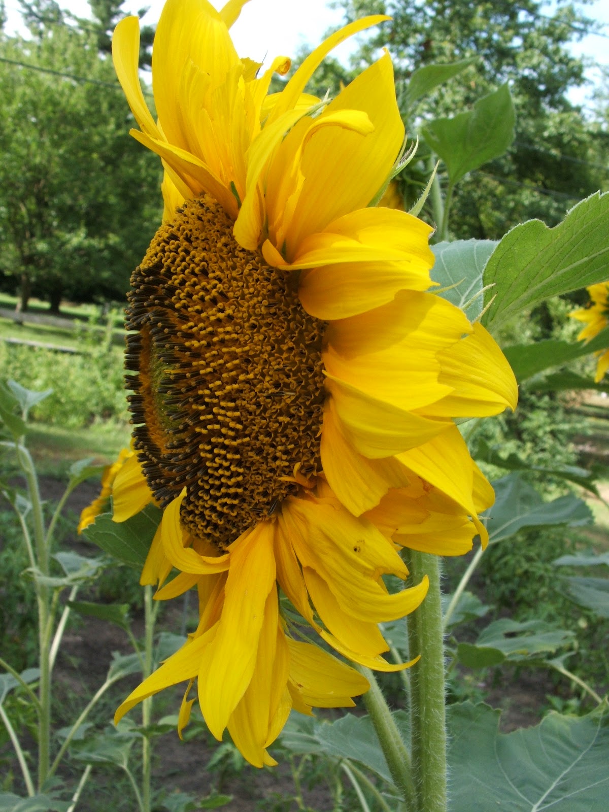 God's Growing Garden Mammoth Sunflowers