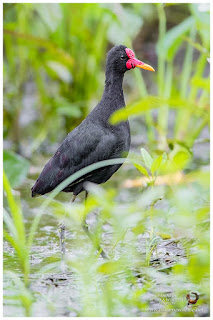 Wattled Jacana (Jacana jacana)