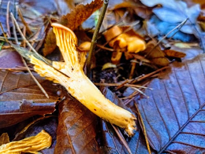 Pieprznik jadalny w ściółce leśnej pod koniec grudnia