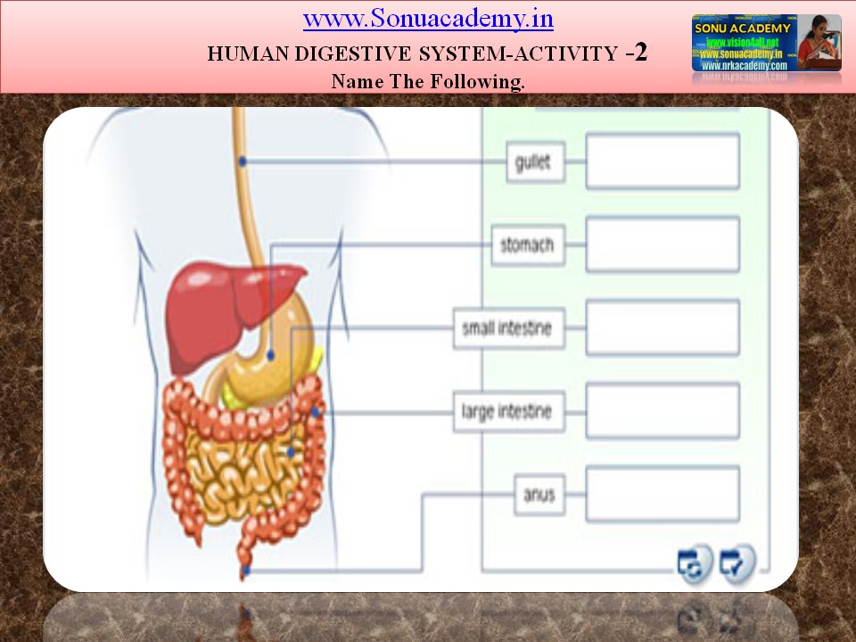 SONU ACADEMY: HUMAN DIGESTIVE SYSTEM- ACTIVITIES