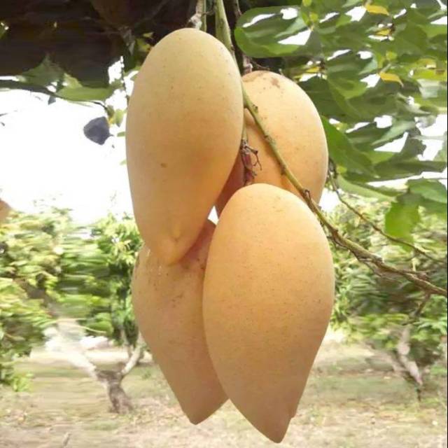 jual bibit buah mangga import bang khla super murah Tinanggea