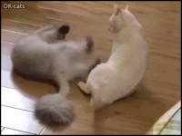 Funny Cat GIF • Laziest Ninja fight with slowest knock down ever, haha!