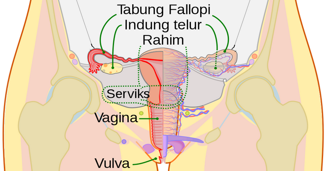 Organ Reproduksi Wanita  Beserta Fungsinya
