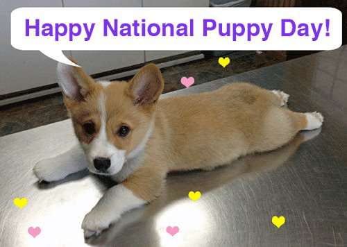 National Puppy Day Wishes Pics National Puppy Day Wishes Pics