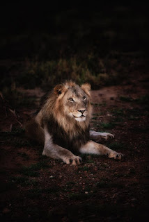 Lion Images Lion Images
