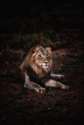 Lion Images Lion Images