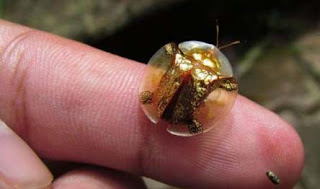 golden tortoise beetle