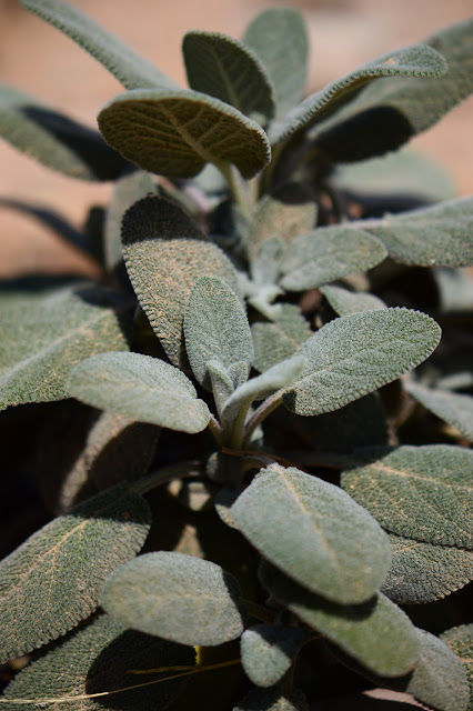 Salvia officinalis, GBFD