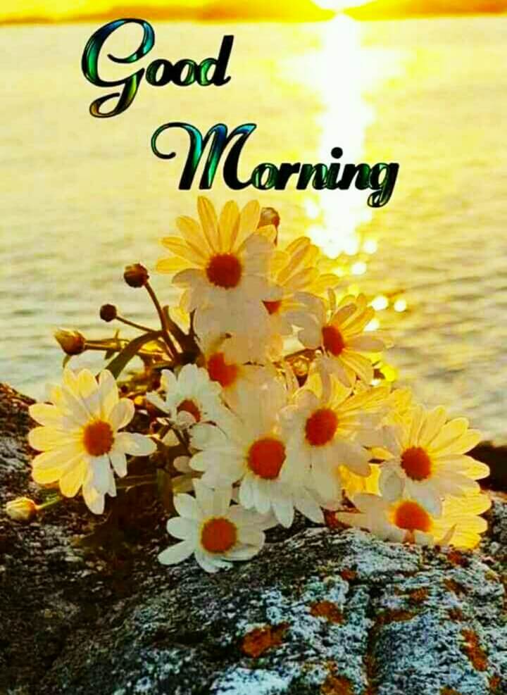 Best 35+ Good Morning Images For Facebook Good Morning Images For