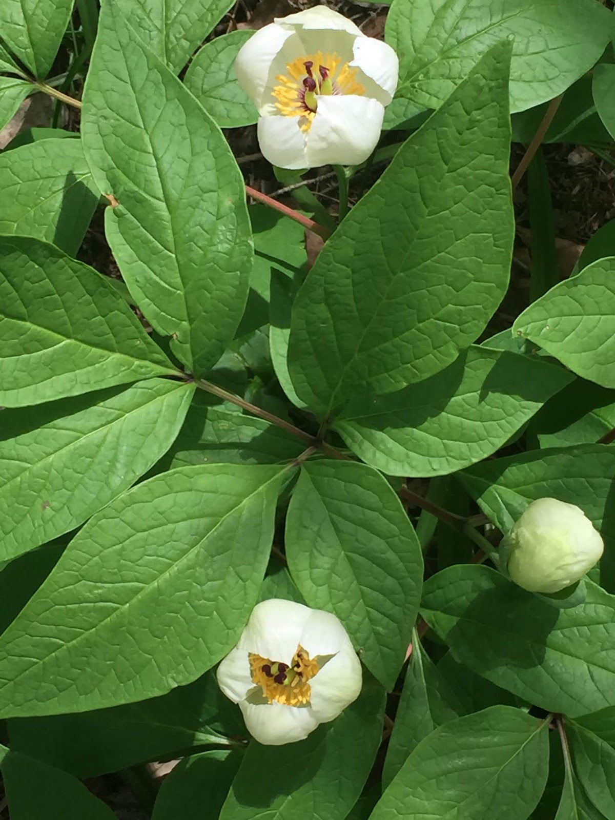 My Gardening Archive September 2015