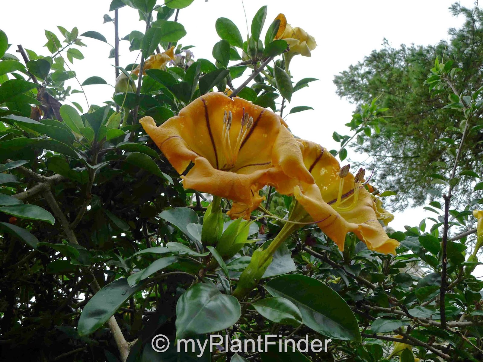 Solandra Tree MY PLANT FINDER | Plant Guide: Solandra maxima