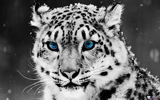 White Tiger photography hd