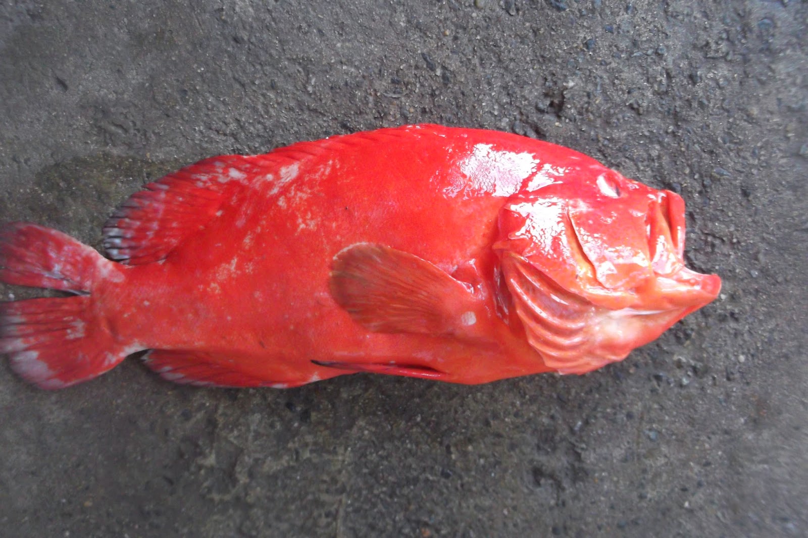 NEGOMBO SEAFOODS: RED KOSSA