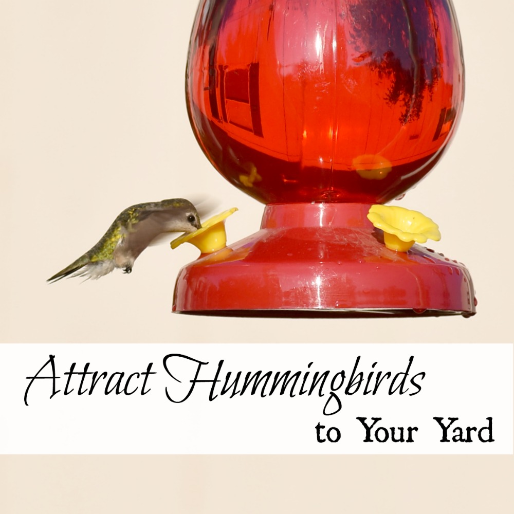 How to Attract Hummingbirds to Your Yard Oak Hill Homestead