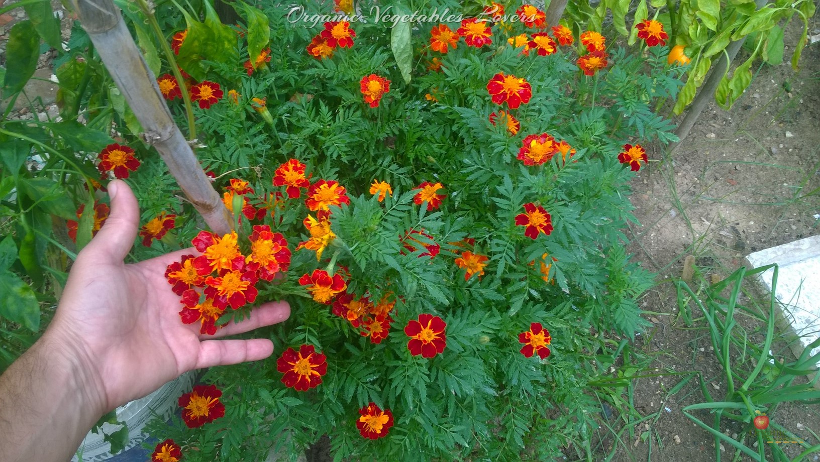 Marigolds provide our gardens cheerful and abundant color all season long and are extremely easy to take care of from seeds. If you learn how to harvest and save their seeds, you won't have to buy new plants or seeds for the next growing season