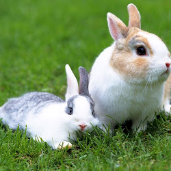 gambar hewan kelinci - gambar kelinci