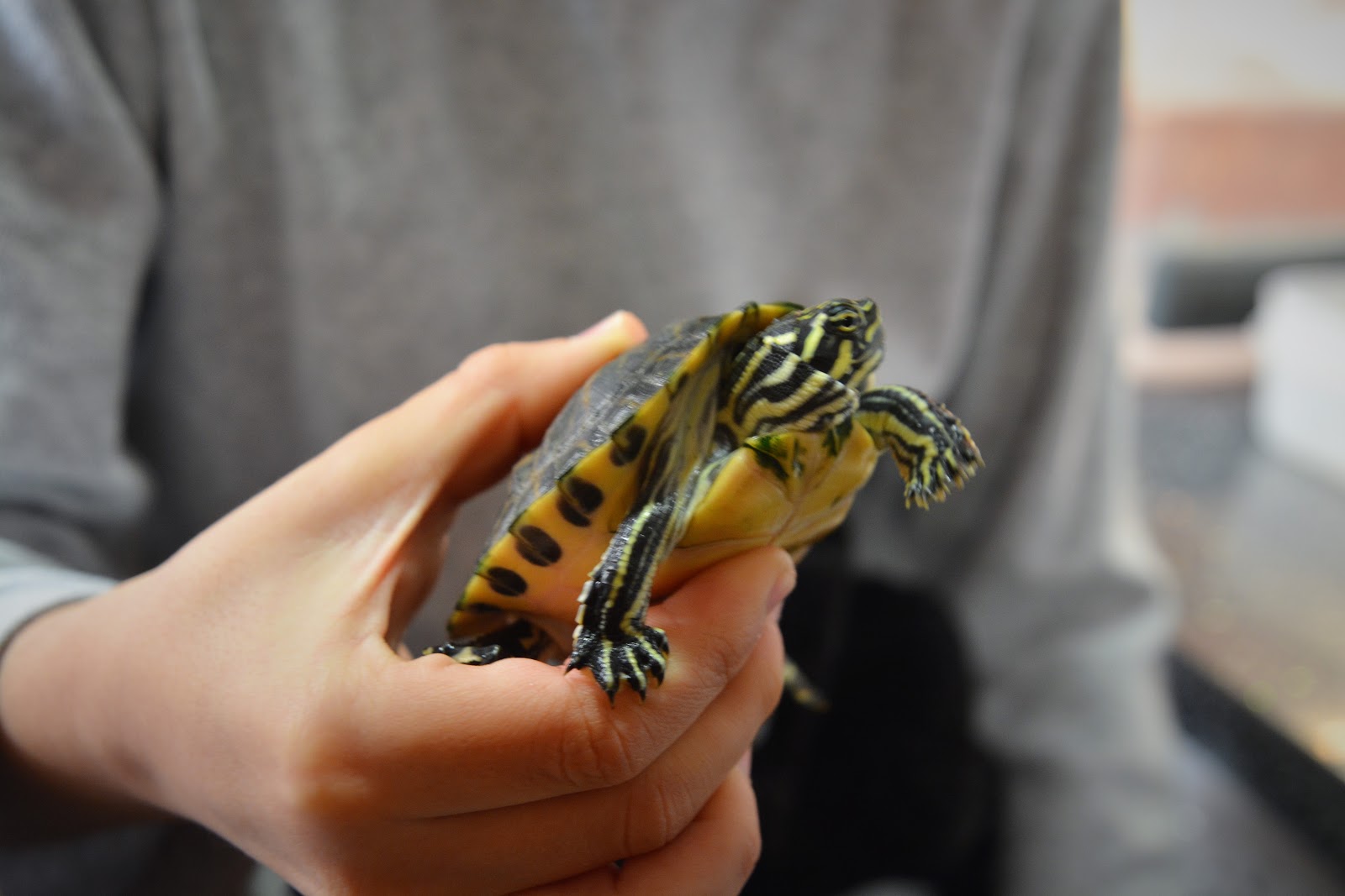 Actor profundizar Melancolía Tener una tortuga de mascota: Cuidados, qué comprar, consejos... - Bebé  Friki