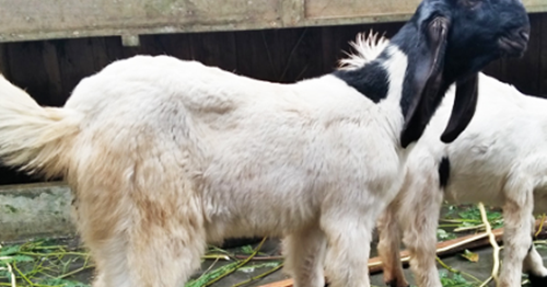 22 Tafsir Mimpi Kambing Menurut Islam Erek Erek 2d 3d 4d Dan Primbon Jawa Islam Erek Erek Primbon 22 Tafsir Mimpi Kambing Menurut Islam Erek Erek 2d 3d 4d Dan Primbon Jawa Islam Erek Erek Primbon