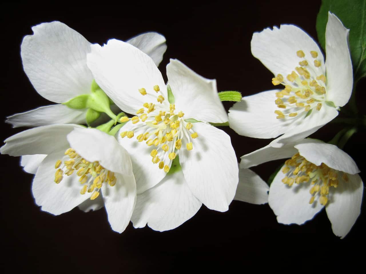 jasmine flower images