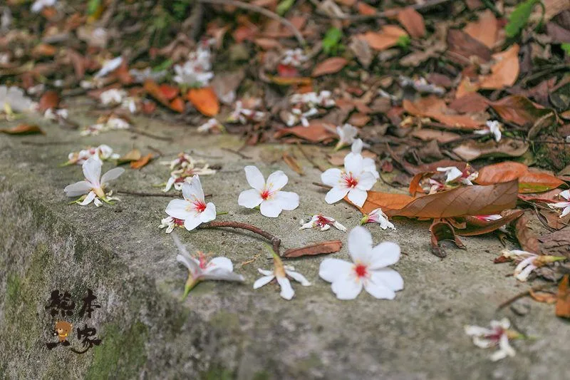 藍鵲喜居|苗栗公館民宿包棟|賞螢火蟲 油桐花 泡溫泉 烤肉