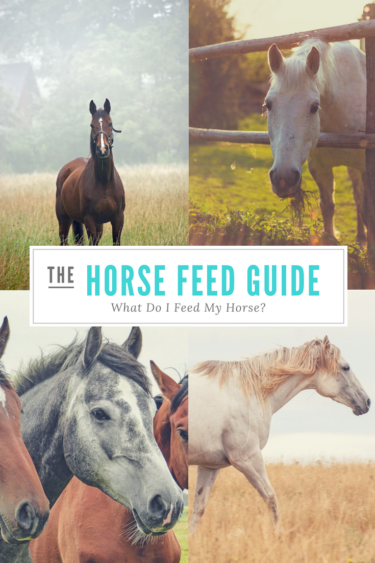 The Horse Feed Guide What Do I Feed My Horse? Our Whiskey Lullaby