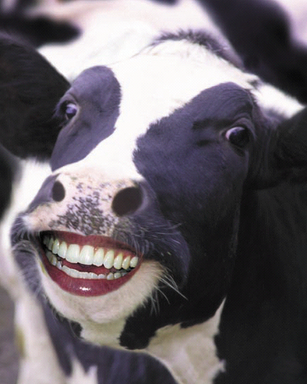 Cow%2527s+Teeth.jpg