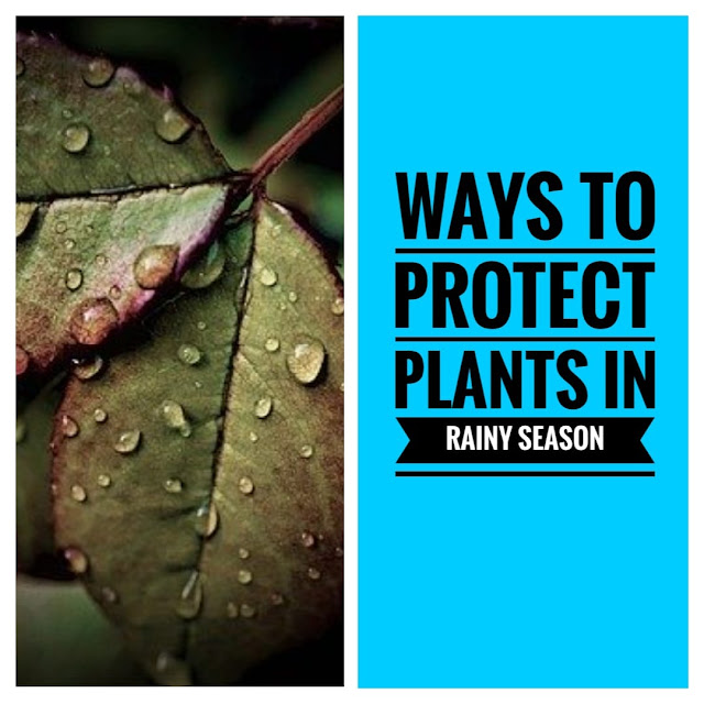 ways to protect plants in rainy season