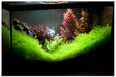 AquariumExpo 2013