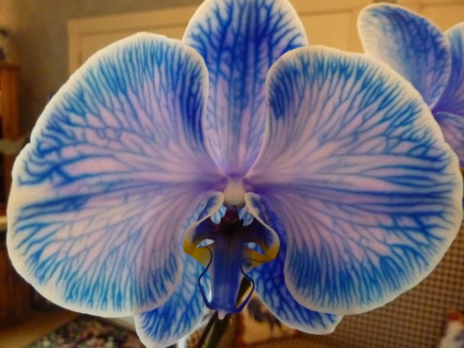light blue orchids light blue orchids