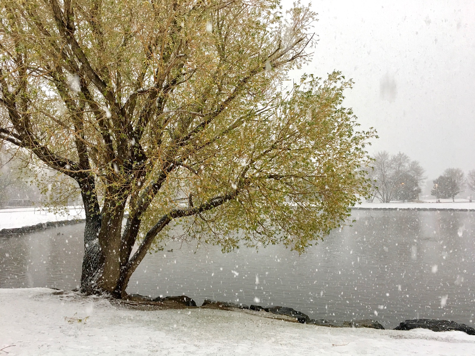 Impression Evergreen O'Kane Park A Refuge of Greenery