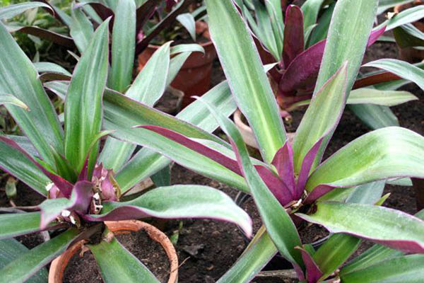 Adam dan Hawa (Rhoe Discolor) - Tanaman Hias Lanskap